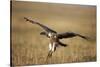 Whitebacked Vulture Landing Near Carcass During Serengeti Migration-Paul Souders-Stretched Canvas