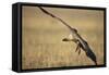 Whitebacked Vulture Landing Near Carcass During Serengeti Migration-Paul Souders-Framed Stretched Canvas