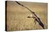 Whitebacked Vulture Landing Near Carcass During Serengeti Migration-Paul Souders-Stretched Canvas