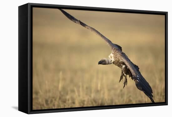 Whitebacked Vulture Landing Near Carcass During Serengeti Migration-Paul Souders-Framed Stretched Canvas