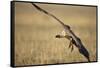 Whitebacked Vulture Landing Near Carcass During Serengeti Migration-Paul Souders-Framed Stretched Canvas