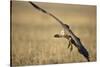 Whitebacked Vulture Landing Near Carcass During Serengeti Migration-Paul Souders-Stretched Canvas