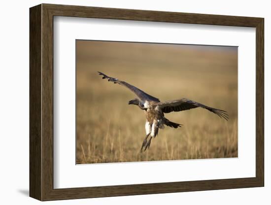 Whitebacked Vulture Landing Near Carcass During Serengeti Migration-Paul Souders-Framed Photographic Print