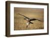 Whitebacked Vulture Landing Near Carcass During Serengeti Migration-Paul Souders-Framed Photographic Print