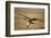 Whitebacked Vulture Landing Near Carcass During Serengeti Migration-Paul Souders-Framed Photographic Print