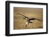 Whitebacked Vulture Landing Near Carcass During Serengeti Migration-Paul Souders-Framed Photographic Print