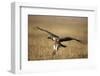 Whitebacked Vulture Landing Near Carcass During Serengeti Migration-Paul Souders-Framed Photographic Print