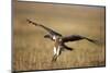 Whitebacked Vulture Landing Near Carcass During Serengeti Migration-Paul Souders-Mounted Photographic Print