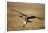 Whitebacked Vulture Landing Near Carcass During Serengeti Migration-Paul Souders-Framed Photographic Print