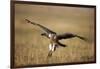 Whitebacked Vulture Landing Near Carcass During Serengeti Migration-Paul Souders-Framed Photographic Print