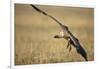 Whitebacked Vulture Landing Near Carcass During Serengeti Migration-Paul Souders-Framed Photographic Print