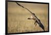 Whitebacked Vulture Landing Near Carcass During Serengeti Migration-Paul Souders-Framed Photographic Print