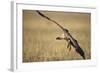 Whitebacked Vulture Landing Near Carcass During Serengeti Migration-Paul Souders-Framed Photographic Print