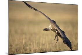 Whitebacked Vulture Landing Near Carcass During Serengeti Migration-Paul Souders-Mounted Photographic Print
