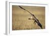 Whitebacked Vulture Landing Near Carcass During Serengeti Migration-Paul Souders-Framed Photographic Print