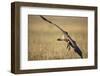 Whitebacked Vulture Landing Near Carcass During Serengeti Migration-Paul Souders-Framed Photographic Print