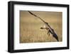 Whitebacked Vulture Landing Near Carcass During Serengeti Migration-Paul Souders-Framed Photographic Print