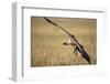 Whitebacked Vulture Landing Near Carcass During Serengeti Migration-Paul Souders-Framed Photographic Print