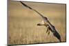 Whitebacked Vulture Landing Near Carcass During Serengeti Migration-Paul Souders-Mounted Photographic Print