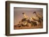 Whitebacked vultures (Gyps africanus) feeding, Zimanga private game reserve, KwaZulu-Natal, South A-Ann and Steve Toon-Framed Photographic Print