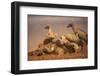 Whitebacked vultures (Gyps africanus) feeding, Zimanga private game reserve, KwaZulu-Natal, South A-Ann and Steve Toon-Framed Photographic Print