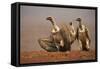 Whitebacked vultures (Gyps africanus) moving in to feed, Zimanga private game reserve, KwaZulu-Nata-Ann and Steve Toon-Framed Stretched Canvas