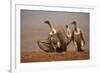 Whitebacked vultures (Gyps africanus) moving in to feed, Zimanga private game reserve, KwaZulu-Nata-Ann and Steve Toon-Framed Photographic Print