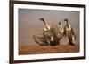 Whitebacked vultures (Gyps africanus) moving in to feed, Zimanga private game reserve, KwaZulu-Nata-Ann and Steve Toon-Framed Photographic Print