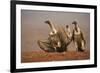 Whitebacked vultures (Gyps africanus) moving in to feed, Zimanga private game reserve, KwaZulu-Nata-Ann and Steve Toon-Framed Photographic Print