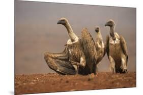 Whitebacked vultures (Gyps africanus) moving in to feed, Zimanga private game reserve, KwaZulu-Nata-Ann and Steve Toon-Mounted Photographic Print