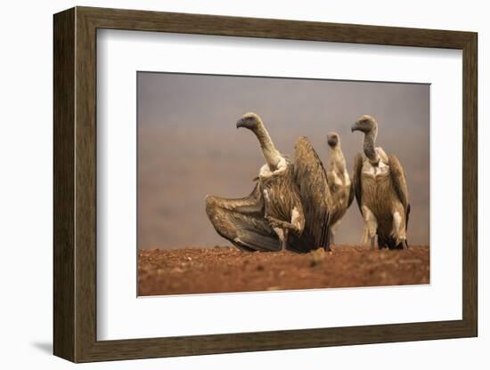 Whitebacked vultures (Gyps africanus) moving in to feed, Zimanga private game reserve, KwaZulu-Nata-Ann and Steve Toon-Framed Photographic Print