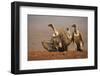 Whitebacked vultures (Gyps africanus) moving in to feed, Zimanga private game reserve, KwaZulu-Nata-Ann and Steve Toon-Framed Photographic Print