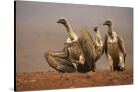 Whitebacked vultures (Gyps africanus) moving in to feed, Zimanga private game reserve, KwaZulu-Nata-Ann and Steve Toon-Stretched Canvas