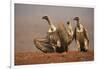 Whitebacked vultures (Gyps africanus) moving in to feed, Zimanga private game reserve, KwaZulu-Nata-Ann and Steve Toon-Framed Photographic Print