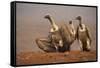 Whitebacked vultures (Gyps africanus) moving in to feed, Zimanga private game reserve, KwaZulu-Nata-Ann and Steve Toon-Framed Stretched Canvas