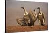 Whitebacked vultures (Gyps africanus) moving in to feed, Zimanga private game reserve, KwaZulu-Nata-Ann and Steve Toon-Stretched Canvas