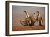 Whitebacked vultures (Gyps africanus) moving in to feed, Zimanga private game reserve, KwaZulu-Nata-Ann and Steve Toon-Framed Photographic Print