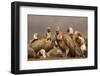 Whitebacked vultures (Gyps africanus), Zimanga private game reserve, KwaZulu-Natal, South Africa, A-Ann and Steve Toon-Framed Photographic Print