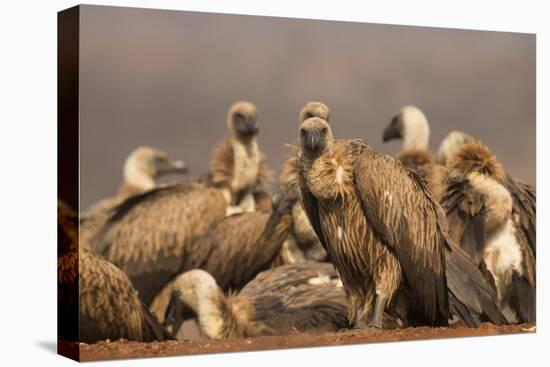 Whitebacked vultures (Gyps africanus), Zimanga private game reserve, KwaZulu-Natal, South Africa, A-Ann and Steve Toon-Stretched Canvas