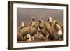 Whitebacked vultures (Gyps africanus), Zimanga private game reserve, KwaZulu-Natal, South Africa, A-Ann and Steve Toon-Framed Photographic Print