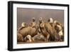 Whitebacked vultures (Gyps africanus), Zimanga private game reserve, KwaZulu-Natal, South Africa, A-Ann and Steve Toon-Framed Photographic Print