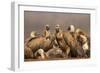 Whitebacked vultures (Gyps africanus), Zimanga private game reserve, KwaZulu-Natal, South Africa, A-Ann and Steve Toon-Framed Photographic Print