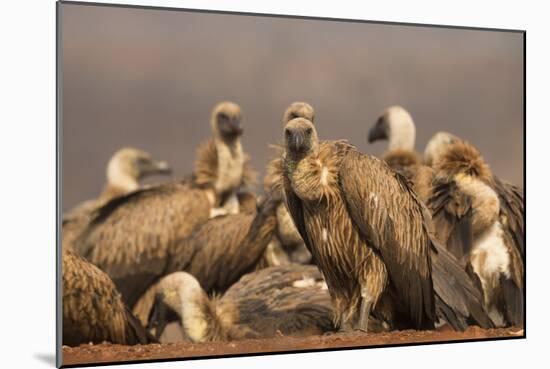 Whitebacked vultures (Gyps africanus), Zimanga private game reserve, KwaZulu-Natal, South Africa, A-Ann and Steve Toon-Mounted Photographic Print