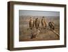 Whitebacked vultures (Gyps africanus), Zimanga private game reserve, KwaZulu-Natal-Ann and Steve Toon-Framed Photographic Print