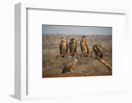 Whitebacked vultures (Gyps africanus), Zimanga private game reserve, KwaZulu-Natal-Ann and Steve Toon-Framed Photographic Print