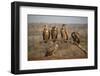 Whitebacked vultures (Gyps africanus), Zimanga private game reserve, KwaZulu-Natal-Ann and Steve Toon-Framed Photographic Print
