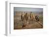 Whitebacked vultures (Gyps africanus), Zimanga private game reserve, KwaZulu-Natal-Ann and Steve Toon-Framed Photographic Print