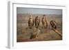 Whitebacked vultures (Gyps africanus), Zimanga private game reserve, KwaZulu-Natal-Ann and Steve Toon-Framed Photographic Print