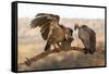 Whitebacked vultures (Gyps africanus), Zimanga private game reserve, KwaZulu-Natal-Ann and Steve Toon-Framed Stretched Canvas