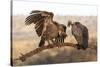 Whitebacked vultures (Gyps africanus), Zimanga private game reserve, KwaZulu-Natal-Ann and Steve Toon-Stretched Canvas